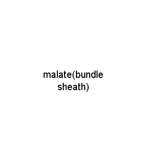 malate(bundle sheath)